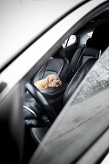 Sad Golden Doodle left alone in a car with black leather interior, looking out with longing eyes....