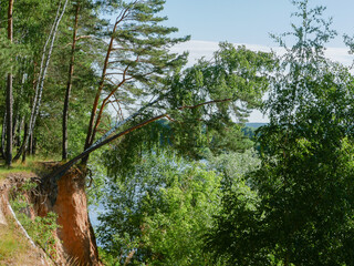 Simple forest landscape with a fallen tree.