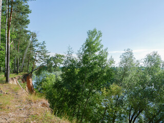 Simple rural forest landscape in summer.