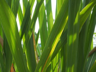 The leaves of the sugarcane are green and lush on evening sun shining.