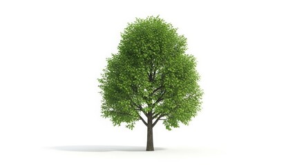 Healthy Green Tree with Dense Foliage in Bright Natural Setting for Environmental or Nature Projects