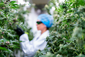 Dedicated worker carefully manicures cannabis plants to enhance quality and yield in cultivation.