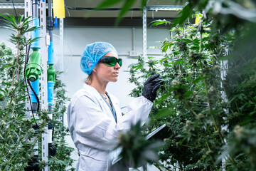A dedicated lab technician measures and analyzes cannabis plants in a controlled environment.