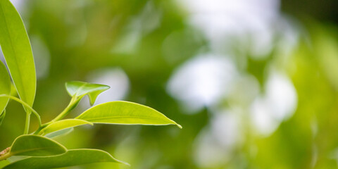 Natural plant green leaf in garden with bokeh background