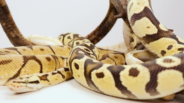 Corn Snake Coiled in Natural Habitat