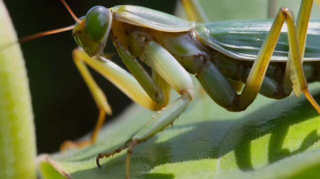 praying mantis macro on leaf with turning motion