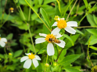 Obraz premium Selective focus: A bee perches on a blooming Bidens or harega (beggarticks) searching for nectar. Bidens or harega (beggarticks) is a genus of flowering plants in the aster family ( Asteraceae ). 