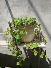 Pilea nummulariifolia (Creeping Charlie) hangs on a white wall background. Fresh green leaves herbaceous plant with succulent stems in white pot, (aroma is like a mint) for modern interior decoration.