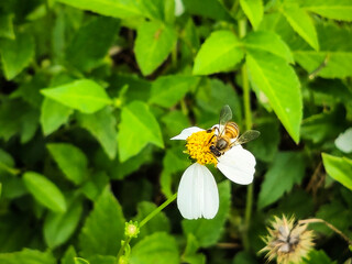 Selective focus: A bee perches on a blooming Bidens or harega (beggarticks) searching for nectar. Bidens or harega (beggarticks) is a genus of flowering plants in the aster family ( Asteraceae ). 