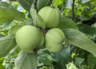 A bunch of three green apples hanging on a tree branch. The apples are light green in color. They are surrounded by green leaves, some of which have a light fluffy coating