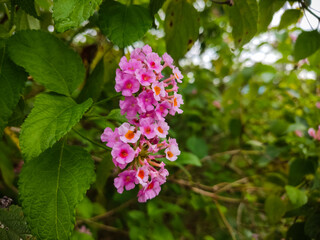 Selective focus : Beautiful pink Lantana camara flowers in the garden. In Indonesia it is also known as tahi ayam, saliara, tembelekan.
