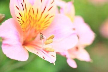 Fototapeta premium ピンク色のユリ