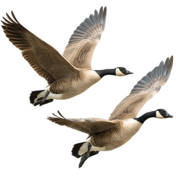 pair of Canada geese flying side by side, symbolizing loyalty and emotional bond, clean cutout PNG, sharp detail, white background --v 7.0 --p fig9u4r