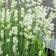 白いラベンダー