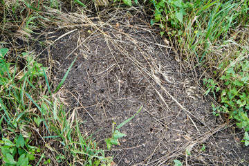 Forest anthill in the wild. A large anthill.