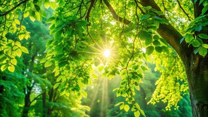 Dense foliage with sunlight filtering through leaves of trees in a green park