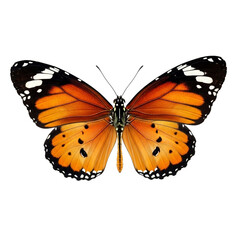 Fototapeta premium A vibrant orange butterfly with black and white markings is centered in the image
