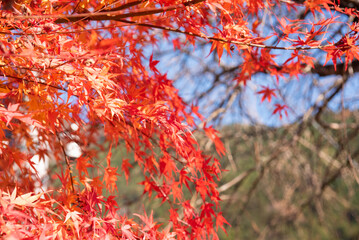 オレンジ色に染まった紅葉
