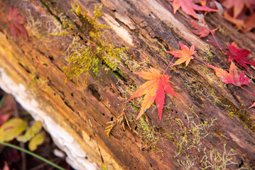 オレンジ色に染まった紅葉