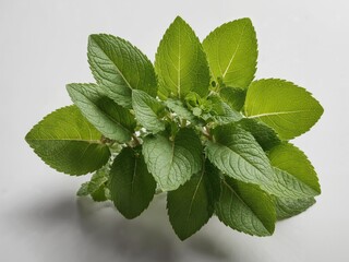 Fresh Mint Leaf Top View	
