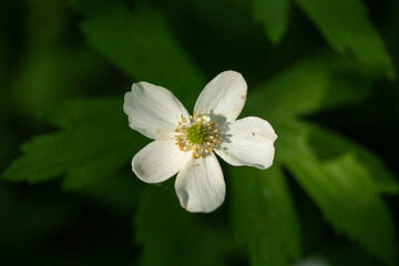 Tiny white flower