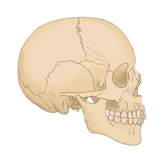Medical illustration of basic skull anatomy.