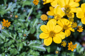 A yellow flower called Bidens found in a flower bed. Apache beggarticks, fern-leaved beggarticks,...