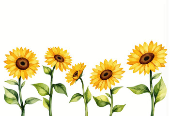 Obraz premium Sunflowers in a row with green leaves on white background 