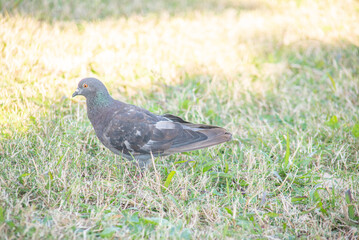 野原にいる1匹の鳩のアップ