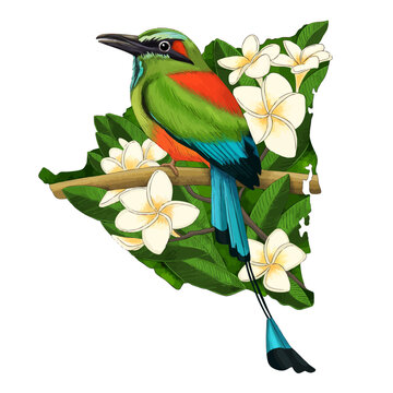 The National bird of Nicaragua El Guardabarranco on map and flowers of Sacuanjoche.