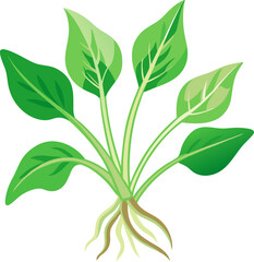 Fototapeta premium green Water spinach isolated on white background