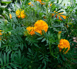 Marigold flowers garden plant close-up macro