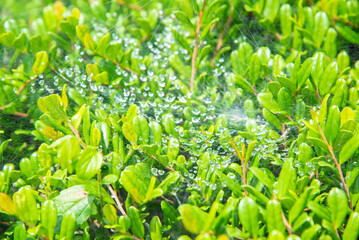 クモの巣に付いた雨の雫と葉っぱ