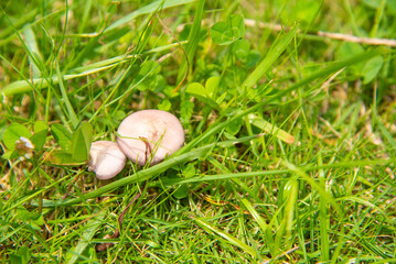 野原に生えている二つのキノコ