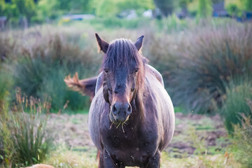 A wild horse in the countryside. Horse portrait on natural green background. Animal. Alone.