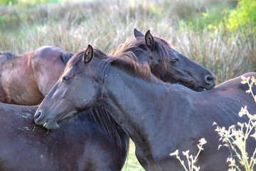 Two friendly horses scratch each other's backs. Herd of wild horses. The concept of cooperation in animals. Countryside, rural. No people, nobody. Horizontal photo.