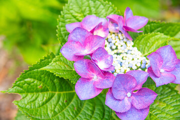 色鮮やかな紫色のあじさいのアップ