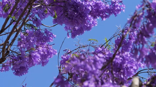 Closeup Of Purple Jacaranda Blossoms Against Clear Blue Sky. Grafton Jacaranda Festival in New South Wales, Australia. low angle shot