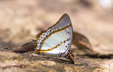 butterfly on the ground