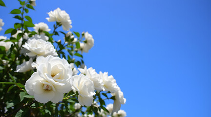 Pure Elegance: Close-Up of Blooming White Roses in Soft Light