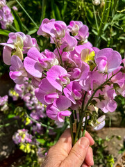 hand holding pink flowers