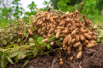 Fresh peanuts plants with roots plants harvest of peanut plants. peanuts plants with roots