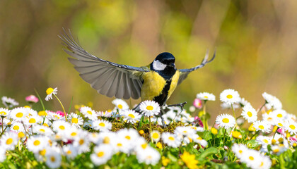 Obraz premium Great Tit Bird