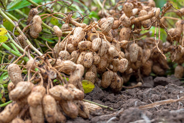 Fresh peanuts plants with roots plants harvest of peanut plants. peanuts plants with roots