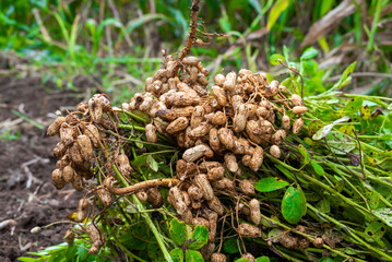 Fresh peanuts plants with roots plants harvest of peanut plants. peanuts plants with roots