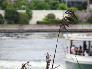 植物ごしの水上バス