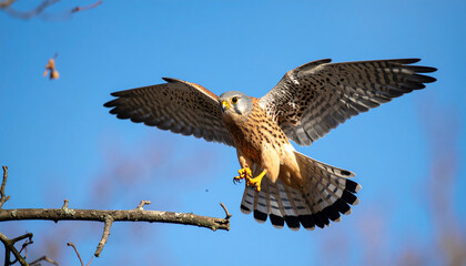Kestrel Bird 