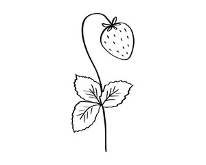 Strawberry twig doodle illustration, leaves and berry outline sketch, hand drawn icon of summer food
