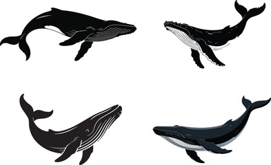 Whale Vector Illustration | Black and White Line Art on Blank Background

