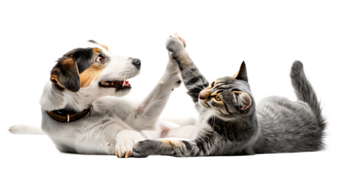 Playful dog and cat high five isolated on a white background